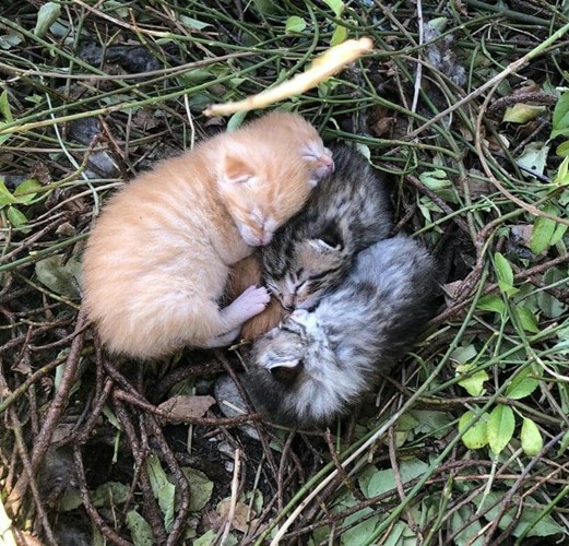 Afbeelding bij Nestjes kittens worden weer buiten gevonden