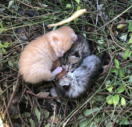 Nestjes kittens worden weer