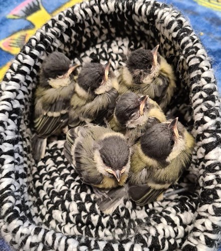 Afbeelding bij Nestkastje bekogeld met stenen door kinderen. 