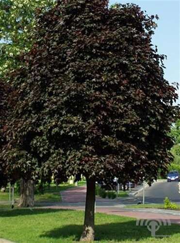 Afbeelding bij Noorse esdoorn - Acer plat. &#039;Crimson Sentry&#039;