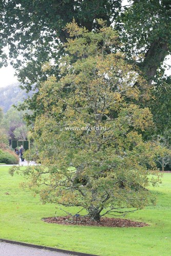 Afbeelding bij Nothofagus antartica / Schijnbeuk