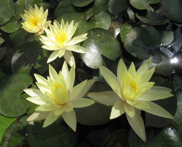 Afbeelding bij Nymphaea / Waterlelie (algemeen)