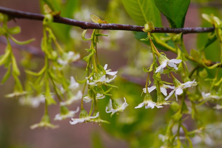 Afbeelding bij Oemleria cerasiformis - Indische pruim. bloeiende heester in het voorjaar
