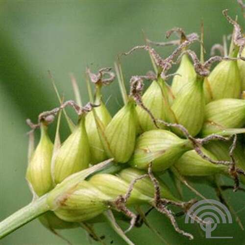 Afbeelding bij Oeverzegge - Carex riparia