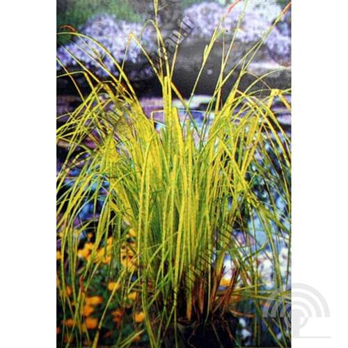 Afbeelding bij Oeverzegge - Carex riparia 'Aurea' 