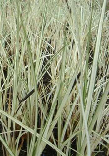 Afbeelding bij Oeverzegge - Carex riparia "Variegata" 