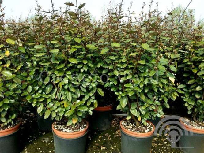 Afbeelding bij Olijfwilg - Elaeagnus ebb. 'Compacta'