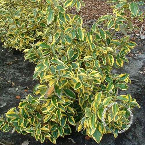 Afbeelding bij Olijfwilg - Elaeagnus ebb. &#039;Gilt Edge&#039; 
