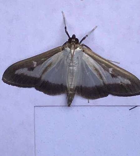 Afbeelding bij Onbekende nachtvlinder gevonden wit met bruine rand