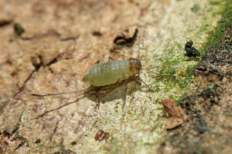 Afbeelding bij Onder de schors van een esdoorn gevonden
