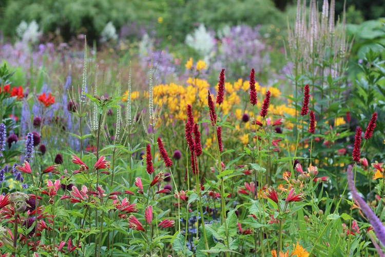 Afbeelding bij  Ontwerp je lockdown-tuin gewoon zelf