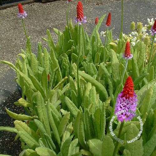 Afbeelding bij Orchideeprimula - Primula vialii 