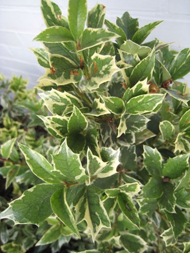 Afbeelding bij Osmanthus variegata / Schijnhulst