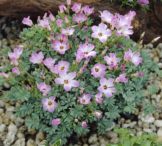 Afbeelding bij Oxalis / Klaverzuring