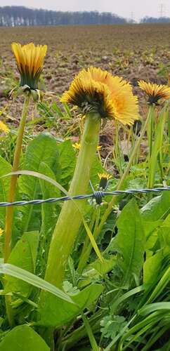 Afbeelding bij Paardebloem met vergroeiing 