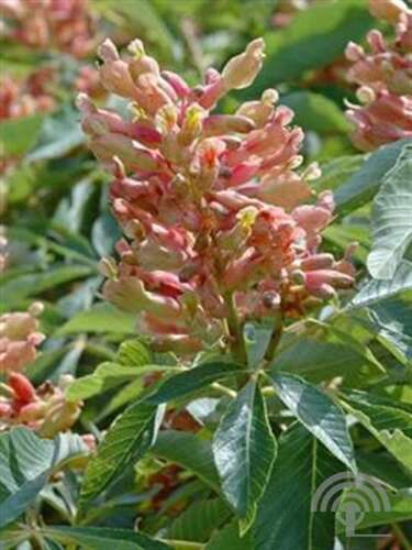Afbeelding bij Paardenkastanje - Aesculus pavia &#039;Koehnei&#039; 
