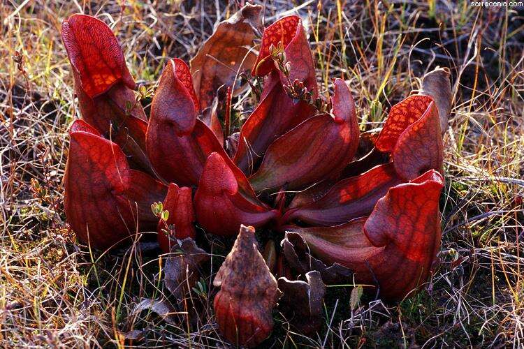 Afbeelding bij Paarse trompetbekerplant - Sarracenia purpurea 