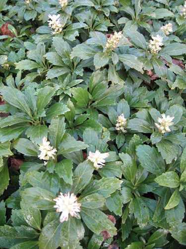 Afbeelding bij Pachysandra terminalis &#039;Green Carpet&#039; / Schaduwkruid
