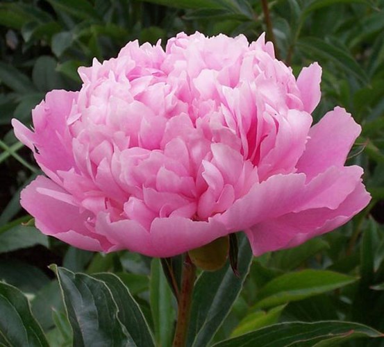 Afbeelding bij Paeonia / Pioenroos (soortbeschrijving)