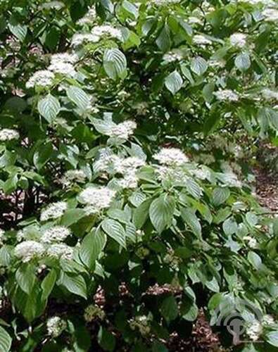 Afbeelding bij Pagode kornoelje -  Cornus alternifolia 
