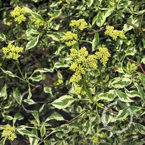Afbeelding bij Pagode kornoelje -  Cornus alternifolia &#039;Argentea&#039; 