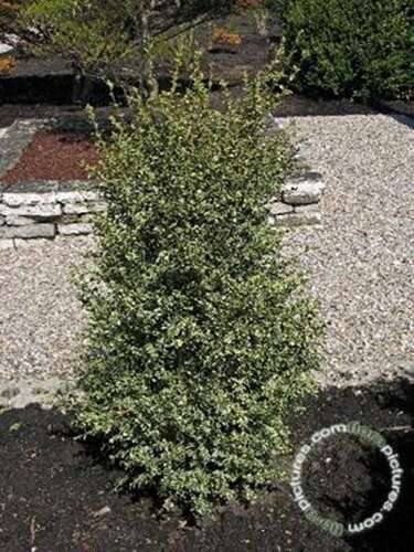 Afbeelding bij Palmboompje - Buxus sem. 'Elegans' 