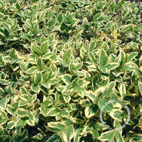 Afbeelding bij Palmboompje - Buxus sem. &#039;Elegantissima&#039; 