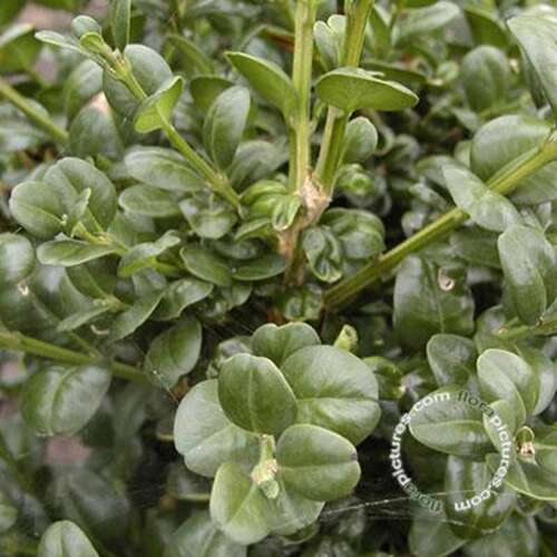 Afbeelding bij Palmboompje - Buxus sem. 'Rotundifolia' 