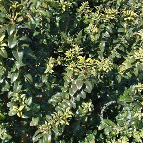 Afbeelding bij Palmboompje - Buxus sempervirens