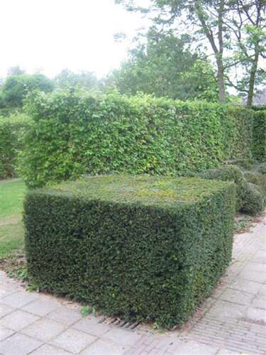 Afbeelding bij Palmboompje - Buxus sempervirens - blokvorm