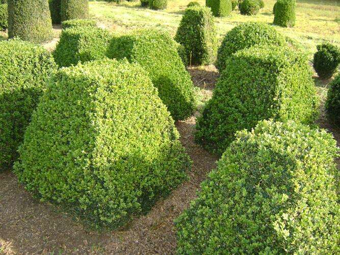 Afbeelding bij Palmboompje - Buxus sempervirens - Egyptische pyramidevorm 