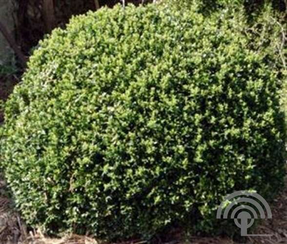 Afbeelding bij Palmboompje - Buxus sempervirens &#039;Golden Triumph&#039; 