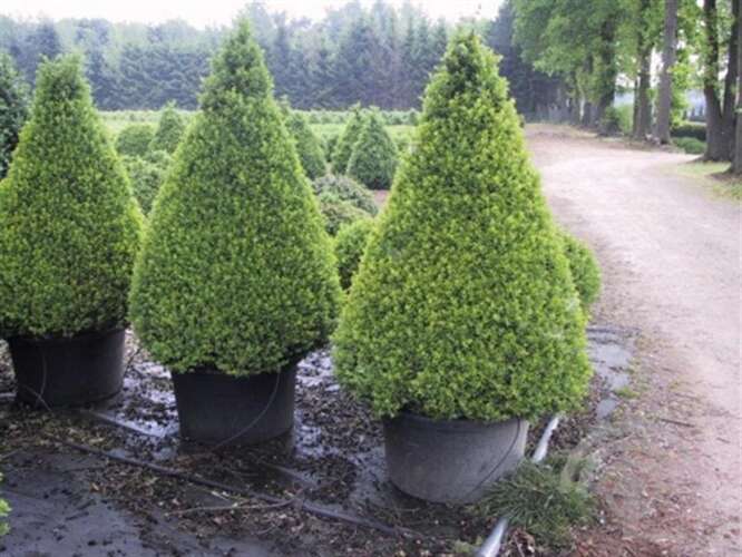 Afbeelding bij Palmboompje - Buxus sempervirens - kegelvorm 