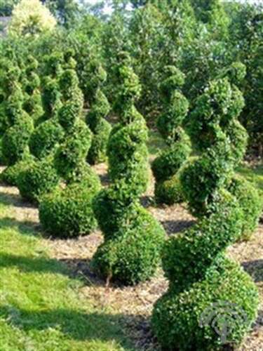 Afbeelding bij Palmboompje - Buxus sempervirens - spiraalvorm 