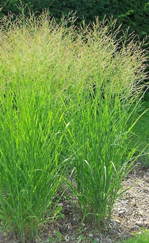 Afbeelding bij Panicum / Vingergras (soort)