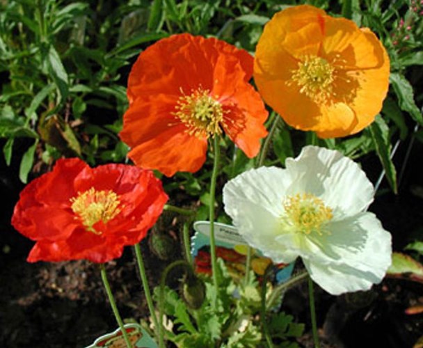 Papaver / Klaproos