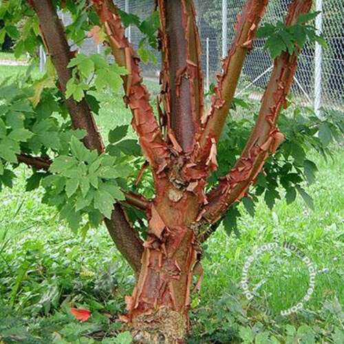 Afbeelding bij Papieresdoorn - Acer griseum 