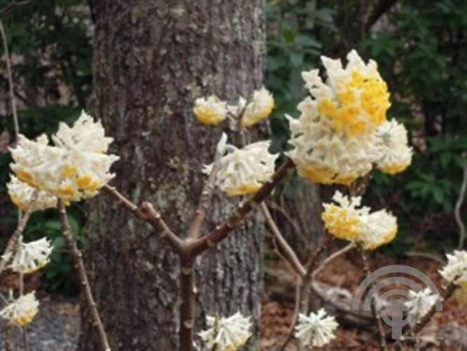 Afbeelding bij Papierstruik - Edgeworthia chrys. &#039;Grandiflora&#039; 