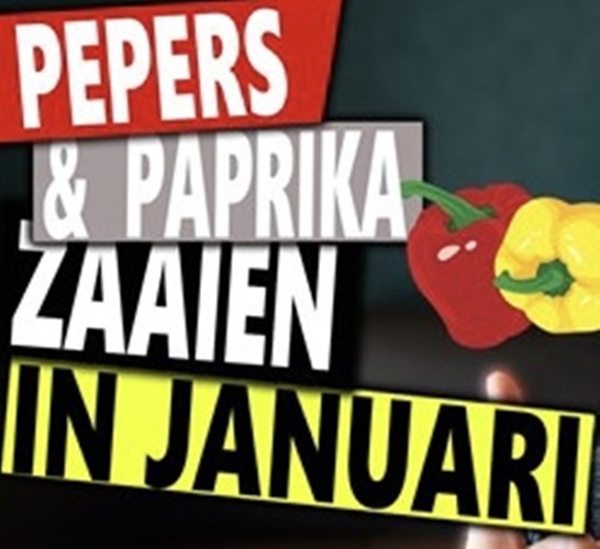 Afbeelding bij Paprika zaaien en pepers kweken in januari