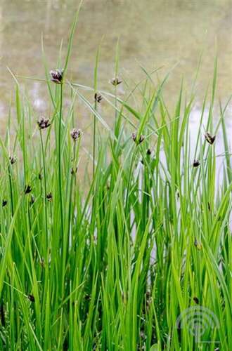 Afbeelding bij Papyrus plant - Cyprus &#039;maritimus&#039;