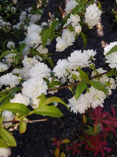 Afbeelding bij Parelstruik - Exochorda racemosa 