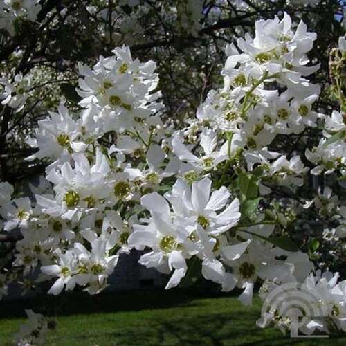 Afbeelding bij Parelstruik - Exochorda serr. 'Snow White'