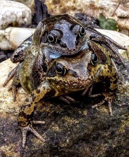 Afbeelding bij Parende bruine kikkers