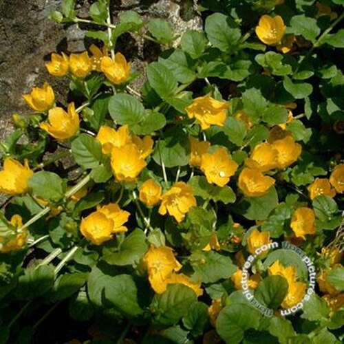 Afbeelding bij Penningkruid - Lysimachia nummularia 