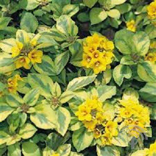 Afbeelding bij Penningkruid - Lysimachia nummularia 'Aurea'