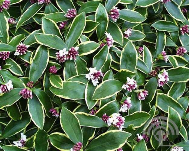 Afbeelding bij Peperboompje - Daphne odora 'Aureomarginata'