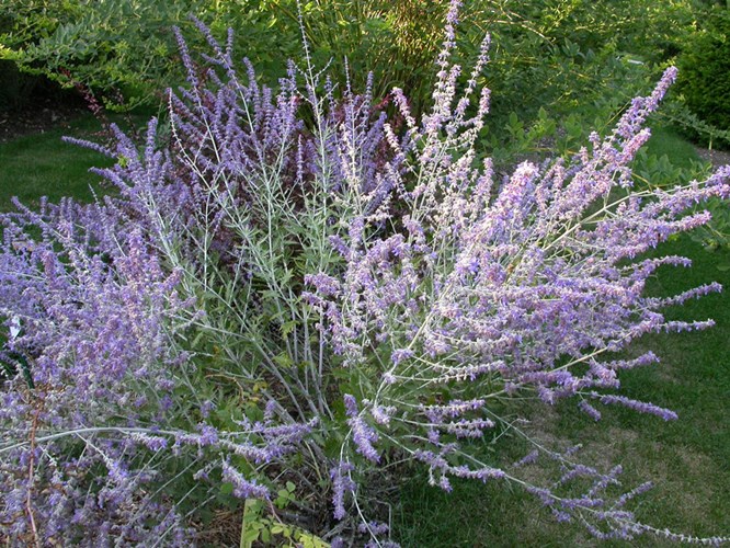 Afbeelding bij Perovskia / Russische salie 