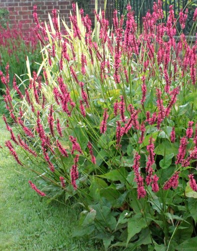 Afbeelding bij Persicaria / Duizendknoop (soort)