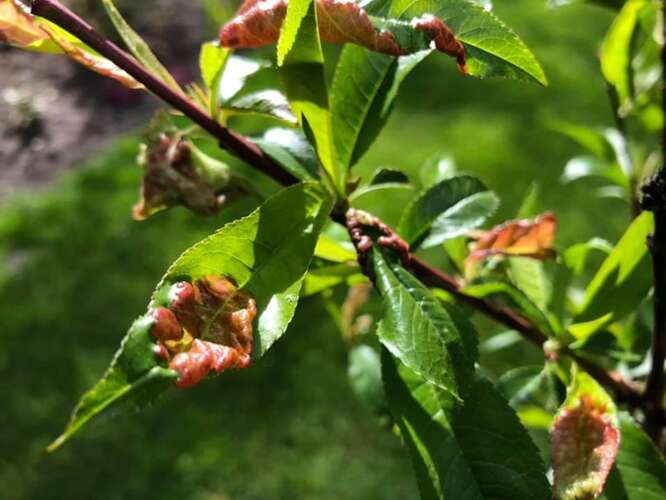 Afbeelding bij Perzik boom bladeren krullen en worden bruin