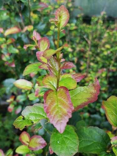 Afbeelding bij Perzisch ijzerhout - Parrotia persica &#039;Persian Spire&#039;